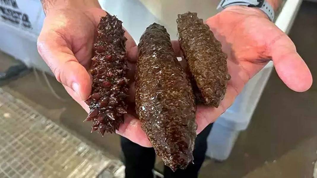 Görenler şaştı kaldı: Bu canlı, İzmir'deki kirliliği azaltılacak! Sayıları her geçen gün artıyor 14